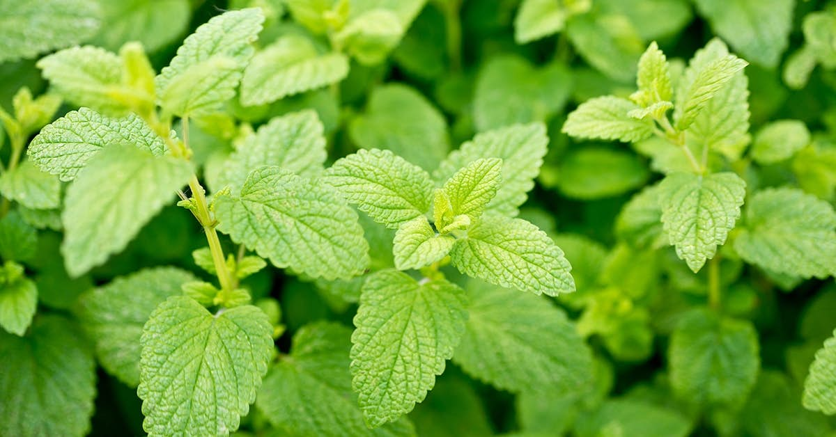 A Remarkable Herb Improves Memory and Mood about undefined