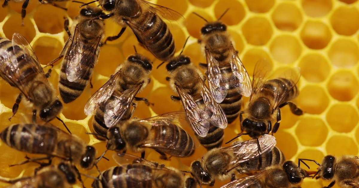 Beware This Danger to Bees and Your Brain about undefined