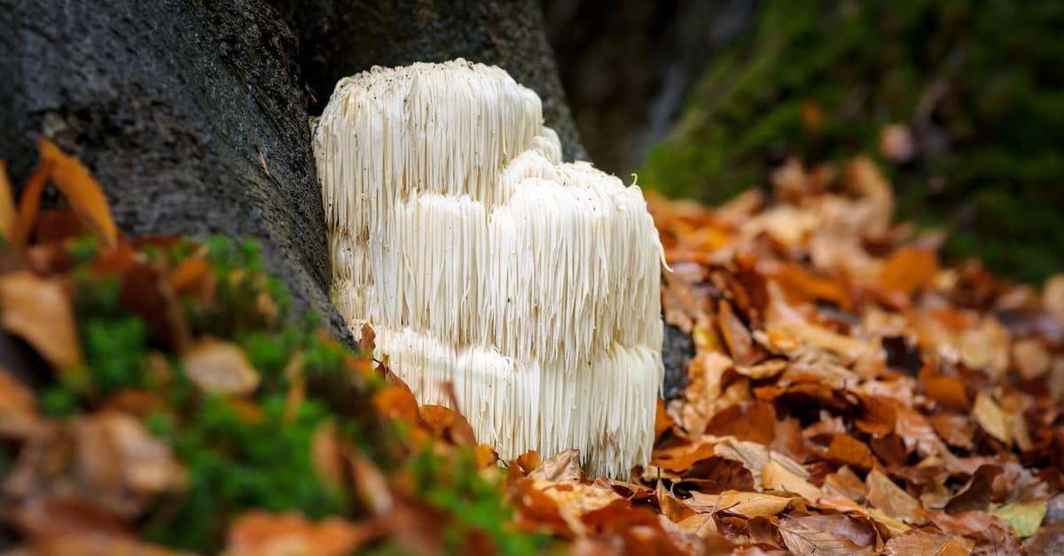 The "Smart" Mushroom that Could Keep You Mentally Sharp for Life about undefined