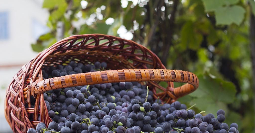 This Gift of the Grape Can Protect Memory and May Fight Depression about false