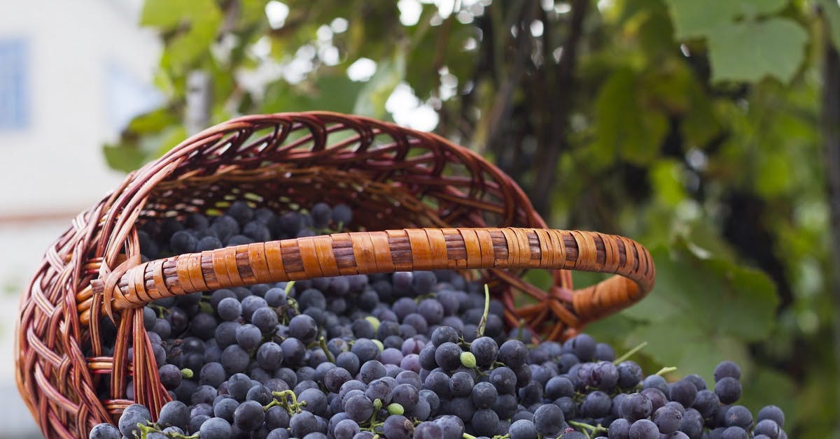 This Gift of the Grape Can Protect Memory and May Fight Depression about undefined