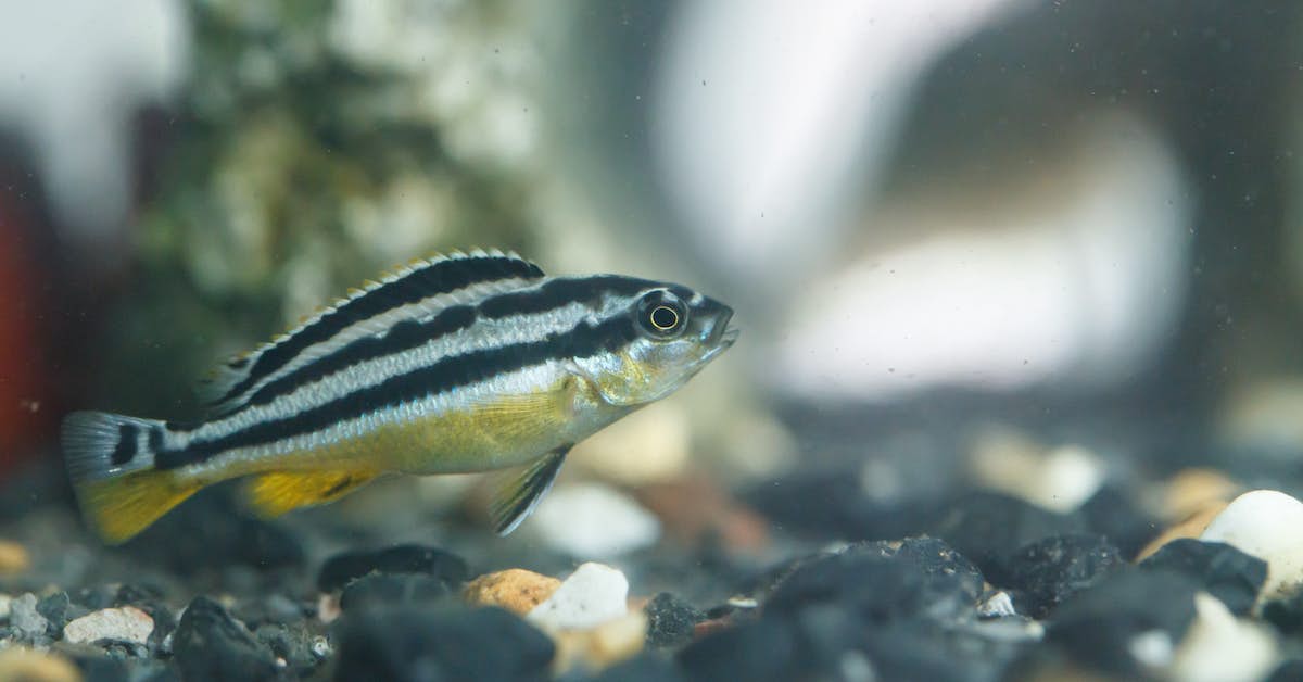 Popular Aquarium Fish Reveal a Trigger of Alzheimer’s Disease about undefined