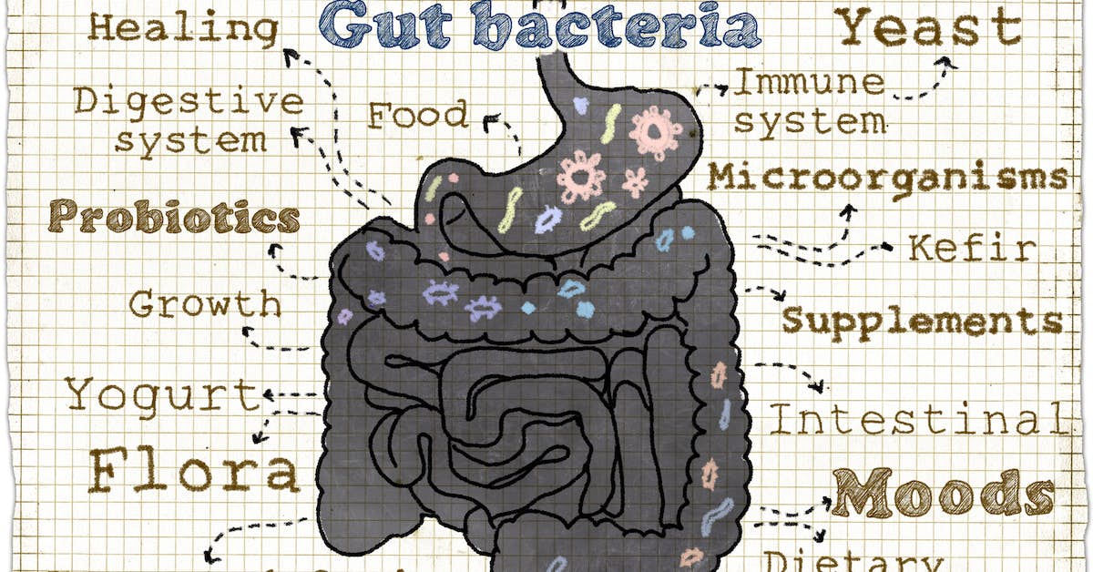 Targeting the Gut For a Better Brain And Sharper Memory about undefined