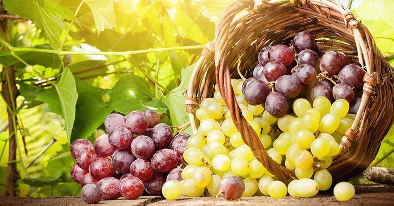 Reverse Alzheimer’s… With Grapes? about false