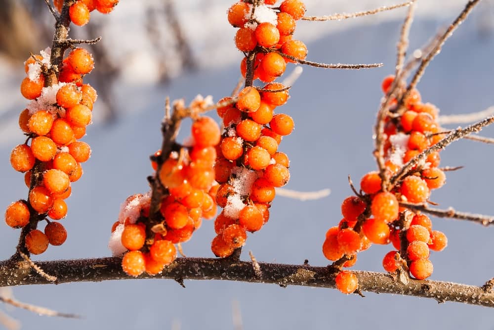 Exotic Fruit is Good For The Skin, Better for The Brain about undefined