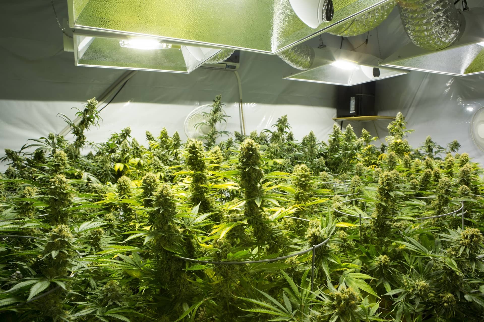 Does Marijuana Hurt or Harm The Brain? about undefined