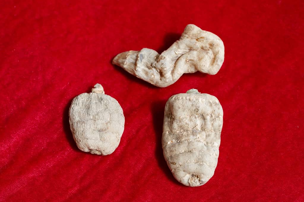 Traditional Chinese Herb Comes Out Top for All-Round Brain Protection about false