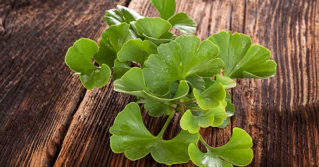 The "Original Memory Herb" is Still Going Strong about false