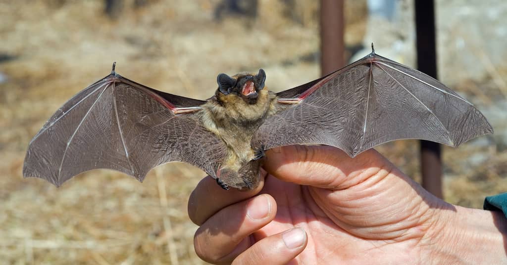 A Maverick Scientist has Made an Important New Alzheimer’s Discovery about false