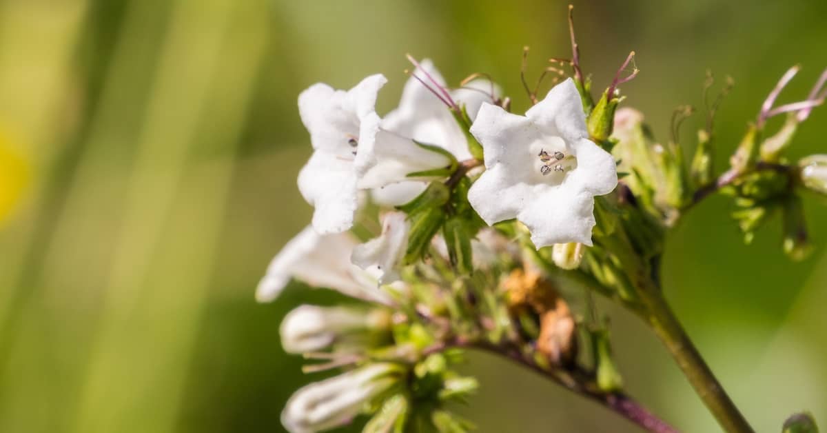 California 'Holy Weed' Protects the Brain In Multiple Ways about undefined