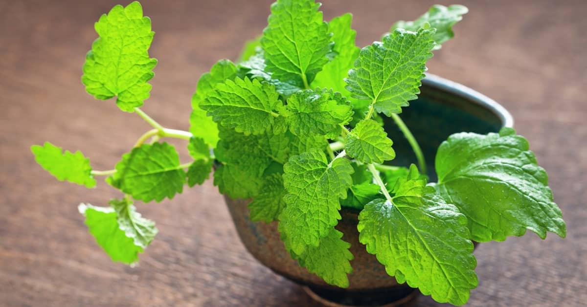 How to Keep Your Brain in “Mint” Condition about undefined