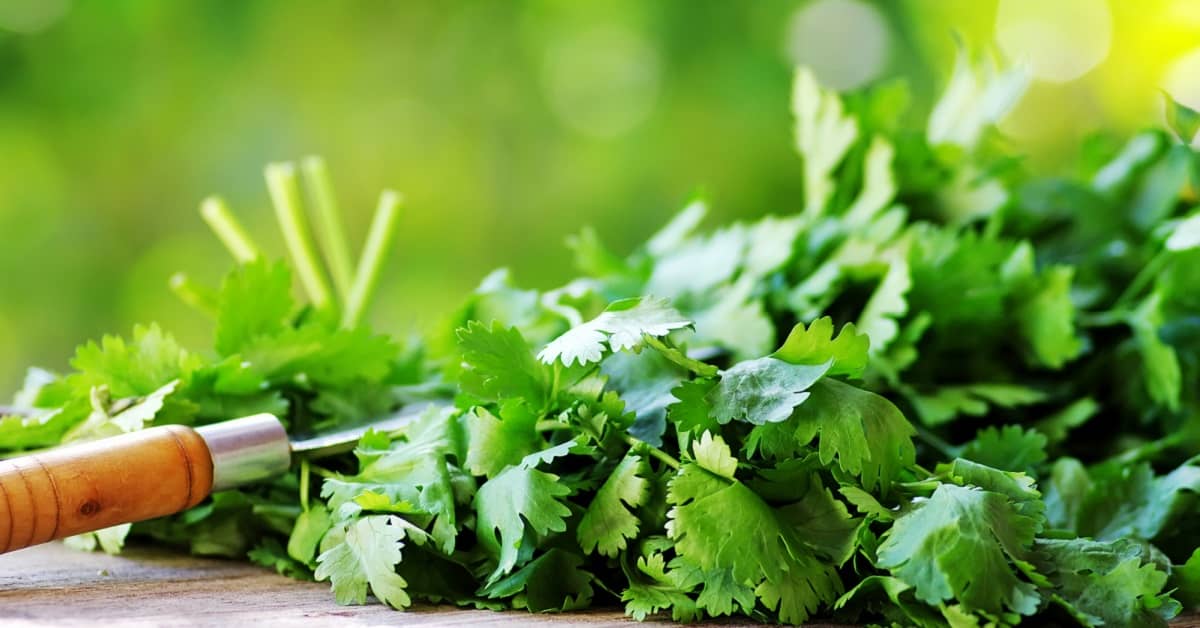 Popular Culinary Herb Prevents Brain Seizures about undefined