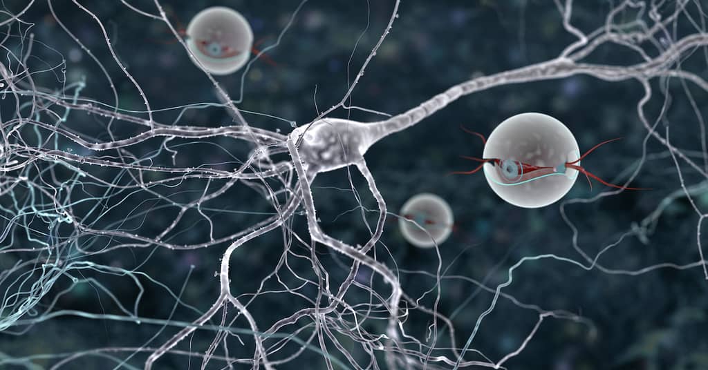 Brain Cells Vulnerable to Alzheimer's
Identified For The First Time about false