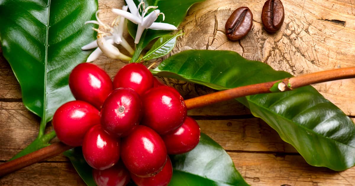 Stay Focused With This Memory-Boosting Alternative to Coffee about undefined