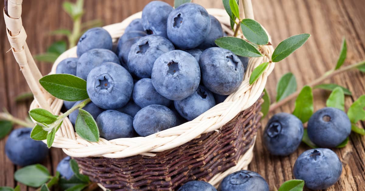 Powerful Memory Protector Identified in a Common Berry about undefined