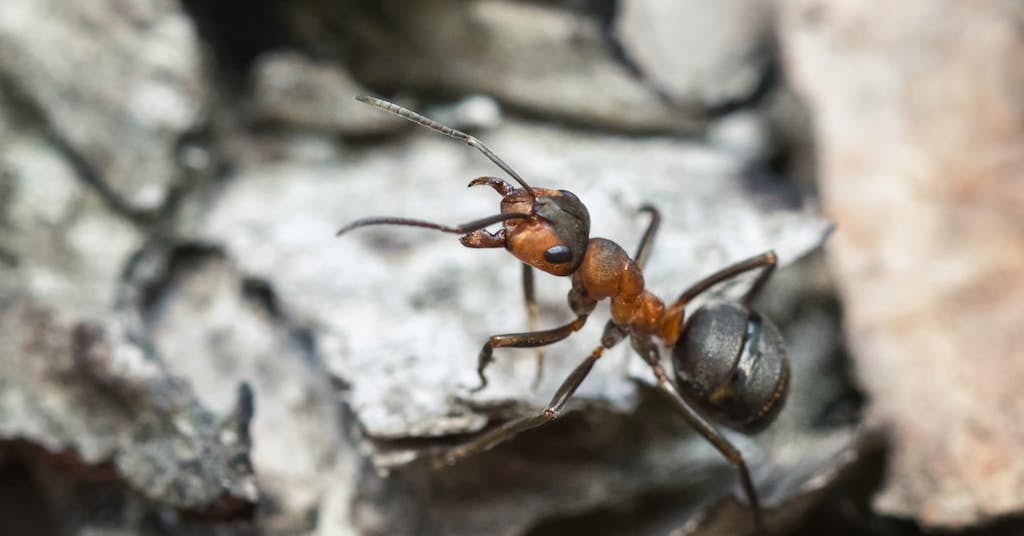 Can Ant Venom Detect Early-Stage Alzheimer’s? about false