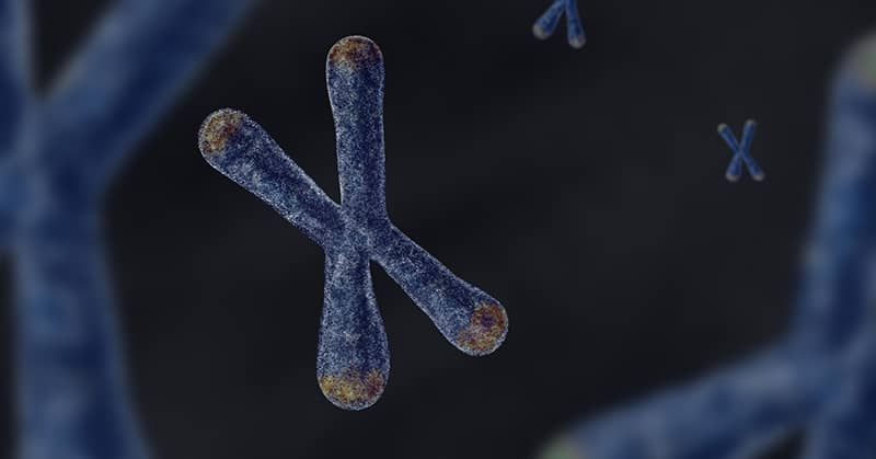 Longer Telomeres Linked To Lower Risk Of Dementia about undefined